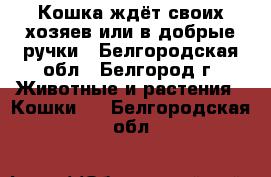 Кошка ждёт своих хозяев или в добрые ручки - Белгородская обл., Белгород г. Животные и растения » Кошки   . Белгородская обл.